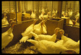 Turkey research at the University of Minnesota.