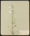 Penstemon laevigatus, Solander var. Digitalis, Gray