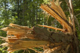 Blow down of old red and white pines on the Chippewa National Forest, Minnesota, in July, 2012.