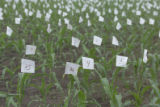 Corn plots, St. Paul Campus, University of Minnesota.