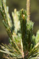 Beginning of a white pine cone. White pine nursery at the University of MInnesota, Cloquet Forestry Center.