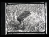 Sandhill Crane turning eggs