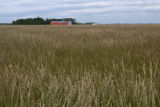 Production field of perennial ryegrass seed, near Roseau, Minnesota at the Magnuson Research Farm.