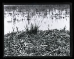 Forster's Tern, nest and eggs on muskrat home