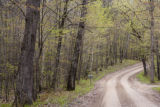 Mixed hardwood forest in early spring, Chippewa National Forest, Minnesota.