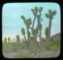 Spanish Dagger Tree (yucca) in the California desert