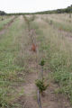 Baslam fir trees mulched with wood chips in Christmas tree plantation, to the right they are irrigated with a drip irrigation line but not mulched.
