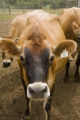 Skiba family Jersey dairy farm, "Diamonds Farm" in Isanti County, between Cambridge and North Branch.