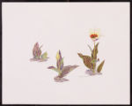 Tulipa gregii 'Donna Bella'