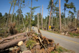 Blow down of old red and white pines on the Chippewa National Forest, Minnesota, in July, 2012.