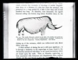 Prehistoric animals, painting of Woolly rhinoceros, Font-de-Gaume, illustration from a printed publication