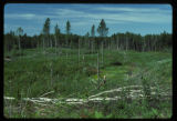 Logging