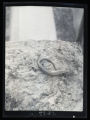 Blackbanded Skink