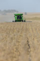 Harvesting soybeans on the Craven farm in Jackson County, Minnesota.