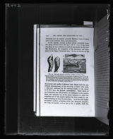 Hesperornis skeleton and restoration wing of Penguin and Shark, illustration from Henry Fairfield Osborn, "Origin and Evolution