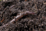 Earth worms. Earth worms.