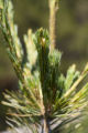 Beginning of a white pine cone. White pine nursery at the University of MInnesota, Cloquet Forestry Center.