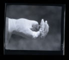 Bird banding with Frank W. Commons, small bird quiet in hand