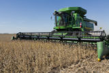 Harvesting soybeans on the Craven farm in Jackson County, Minnesota.