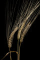 2-row barley at the University of Minnesota's Northwest Research and Outreach Center, Crookston.