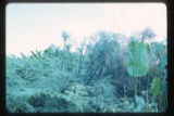Marshes adjacent to the La Venta archaeological zone in Northwest Tabasco state, Mexico. Note Cyperus giganteus similar to Cyperus Papyrus