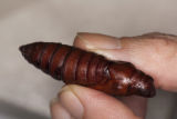 Brain transplant in pupae.