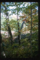 Tusler Bog, Hardscrabble Point, Lake Minnetonka, Minnesota