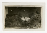 Prothonotary Warbler's nest in cigar box