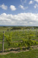 Tug Hill Vineyard, Lowville, New York.