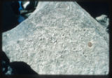 North Dalles, Old ferry approach. Flaking 1986 high water deposit on shore rock. Sample collected.