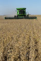 Harvesting soybeans on the Craven farm in Jackson County, Minnesota.