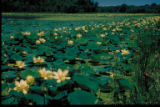 Nelumbo lutea