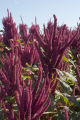 Amaranth growing on St. Paul campus, University of Minnesota.
