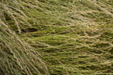 Perennial ryegrass plots, University of Minnesota research near Roseau, Minnesota at the Magnuson Research Farm.