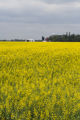 Canola Production Centre and University of Minnesota research site, near Roseau, Minnesota, July, 2010.