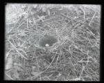 Brown Thrasher's nest