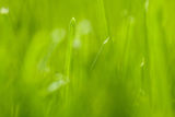 Turf grass research. Turf grass research.