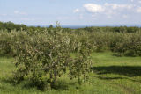Old apple trees overlooking Lake Superior.