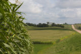 Corn field, Sibley County, Minnesota in early August.