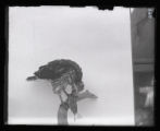 Broad-winged Hawk, juvenile, with bunting, "Ole"