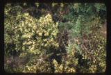 Shadescale and Greasewood