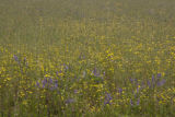 Potential alternative legume crops being investigated by University of Minnesota researchers.