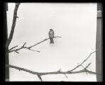 Least Flycatcher