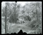 Brook Lodge, where the birds bathed