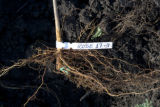 Lois Braun, bio-energy research, hazel shrub reproduction, root cuttings.