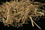 Switchgrass.