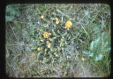 Opuntia Fragilis