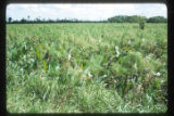 Marshes adjacent to the La Venta archaeological zone in Northwest Tabasco state, Mexico. Note Cyperus giganteus similar to Cyperus Papyrus