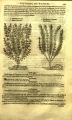 Thymus sp. (Labiatae)
