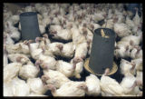 Turkey research at the University of Minnesota.
